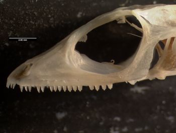 Media type: image;   Herpetology R-119709